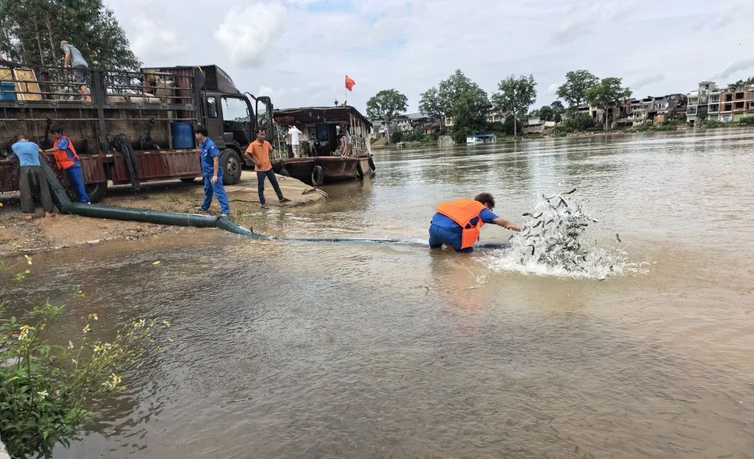 老口航运枢纽放流105万尾鱼苗为邕江注入新活力